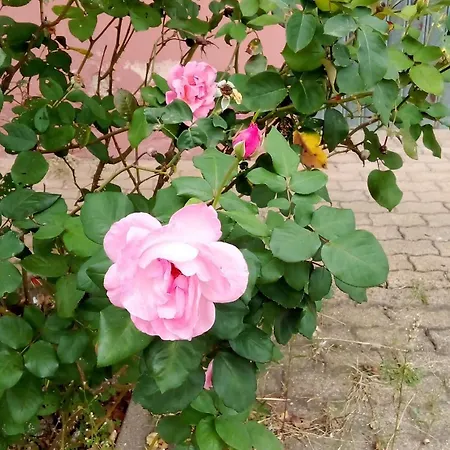 Smeralda Room's בית אירוח אולביה